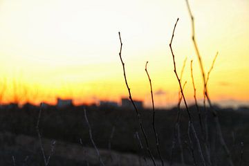 Takken in het zonlicht van Bram Jansen