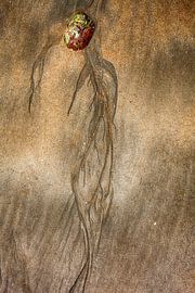 Sand 113 von Willy Lippens