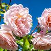 Rose haute tige "Château d'Eutin", Orangerie Putbus sur GH Foto & Artdesign
