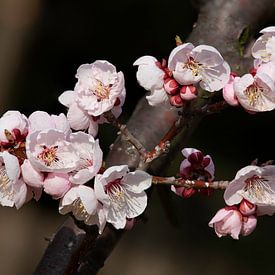 Koreanische Kirschblüte von Tristan Lavender