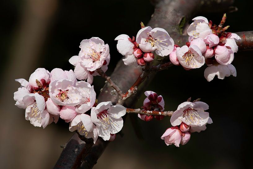 Fleur de cerisier coréenne par Tristan Lavender