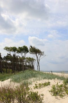 Am Weststrand von Ostsee Bilder