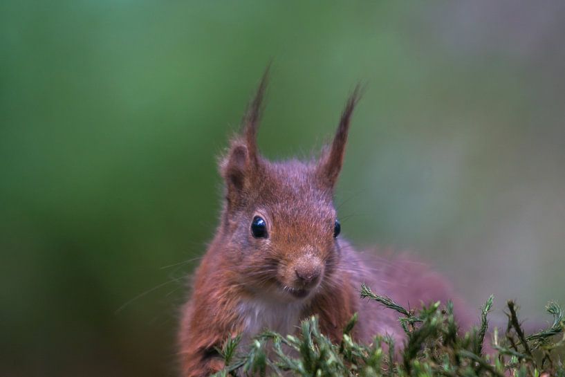 Eichhörnchen von Martin Linge