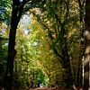 Eine herbstliche Allee durch den Wald von Gerard de Zwaan