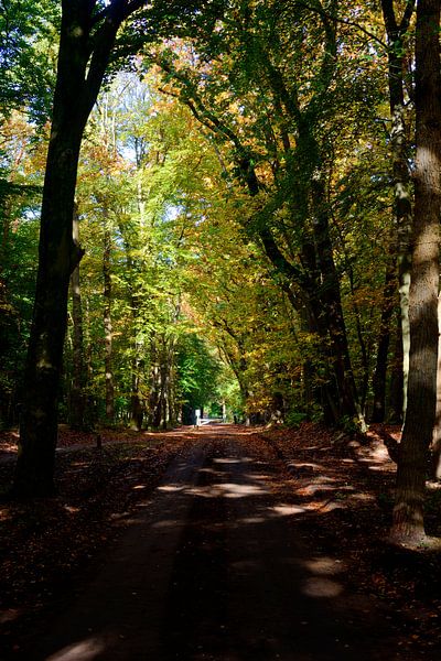 An autumn avenue through the forest by Gerard de Zwaan