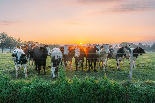 NR. 3 - Een landschap met koeien die 's ochtends rustig grazen in de groene weide.