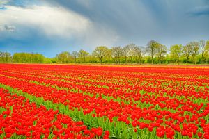 Blühende Tulpen auf einem Feld im Frühling