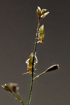Insectes sur graminée en contre-jour subtil