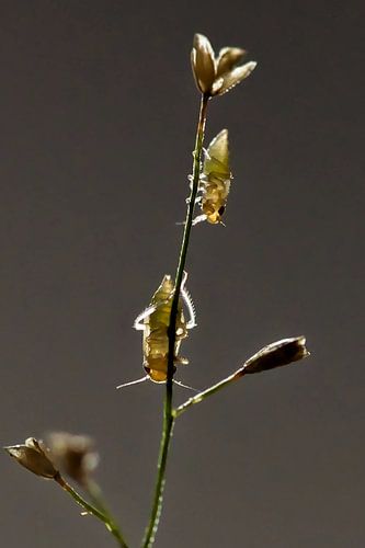 Insects on grass with subtle backlighting