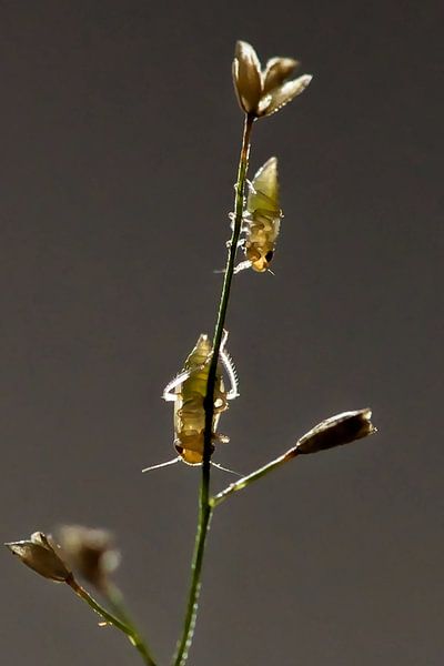 Insekten auf Gräsern im subtilen Gegenlicht von Frank Photos