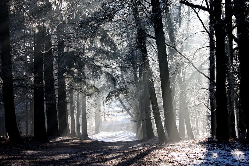 Winter par Manon Ruiter