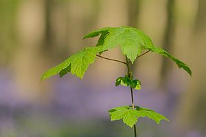 Hallerbos sur Marcel Derweduwen