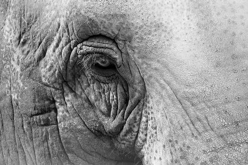 Elefant (Auge)