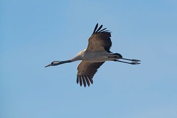 Crane bird or Common Crane flying in mid air during autumn by Sjoerd van der Wal Photography