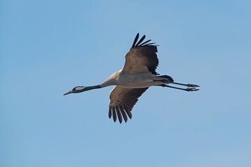 Kraanvogel vliegend in de lucht tijdens de herfst