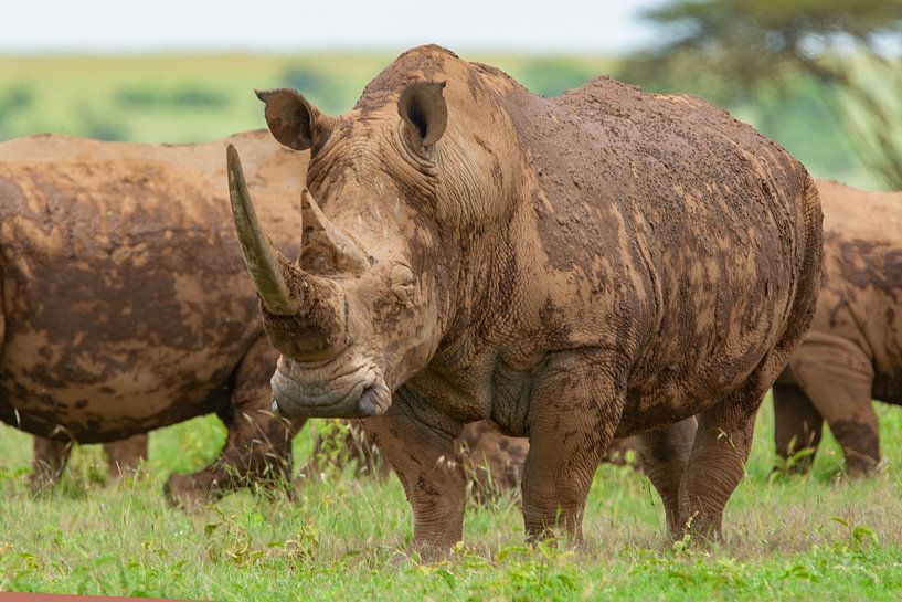 Breitmaulnashorn von Peter Michel