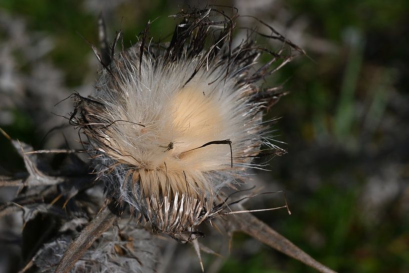 The thistle by Christoph Leimer