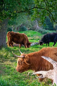 Grazing Scottish Highland cattle by Thorsten Wind