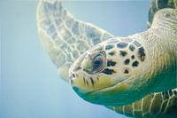 Sea turtle underwater