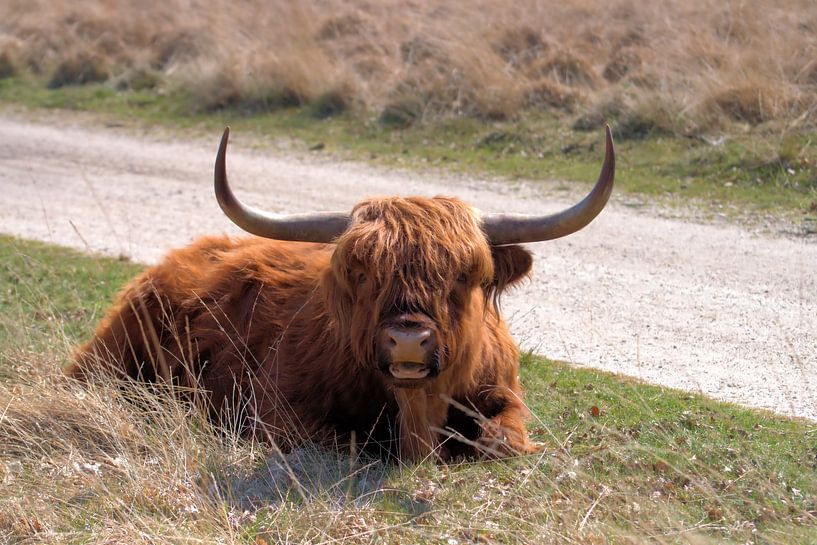 Scottish Highlander by Merijn Loch