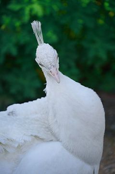 White Peacock van Agustina Isola