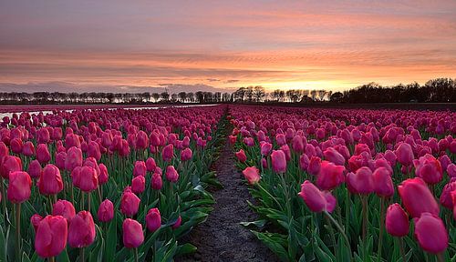 Bloembollenveld in de Beemster