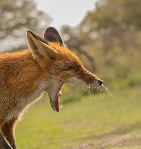 Fuchs (Vulpes)