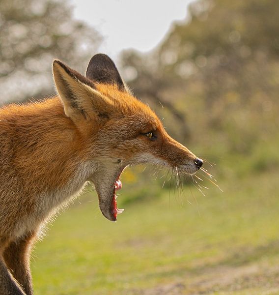 Vos (vulpes) van Wouter Van der Zwan