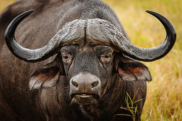 Buffalo portrait by Meleah Fotografie