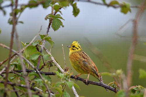 Goldammer auf einem Brombeerstrauch
