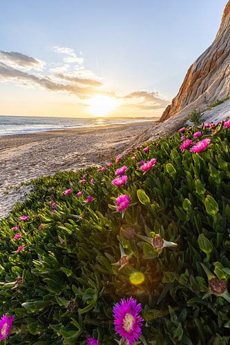 Zonsondergang op het zandstrand Praia da Falésia. Kliffen Roze bloemen bij Albufeira, Portugal