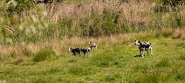 Spotted lambs in the meadow