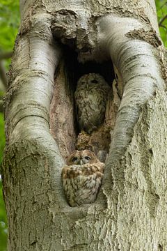 Waldkauz, Männchen und Weibchen