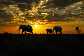 Sunset in Africa'’s Paul Kruger Park with Elephants