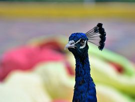 Peacock in ostrich farm Curaçao