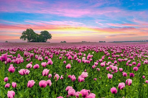 Lila Mohn im Sonnenaufgang