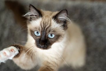 Le chaton aux yeux bleus sur Suzanne van Dijk