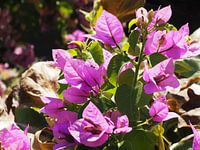 Purple flower in the italian sun