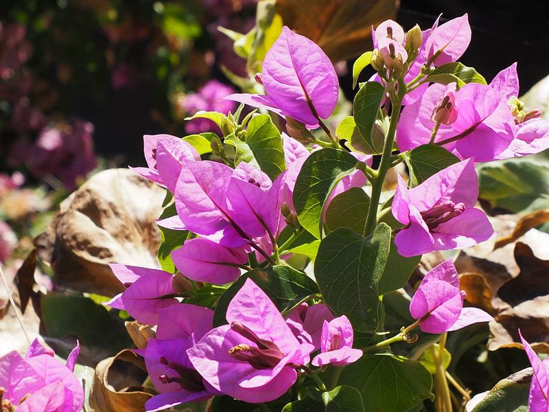 Purple flower in the italian sun by Annie Lausberg-Pater