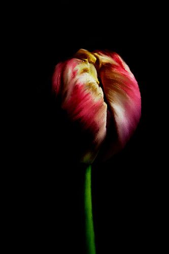 Tulp uit het verleden met zwarte achtergrond