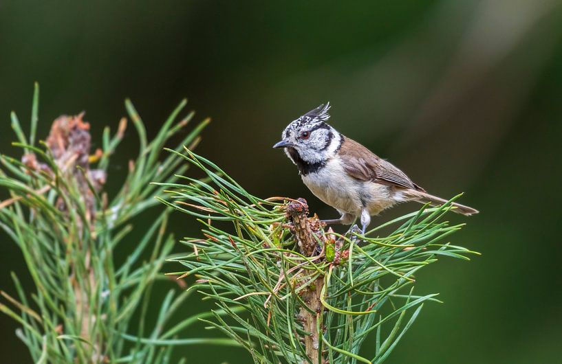 The crested tit by Merijn Loch