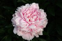 Nahaufnahme von einer rosa Pfingstrose im Sonnenlicht