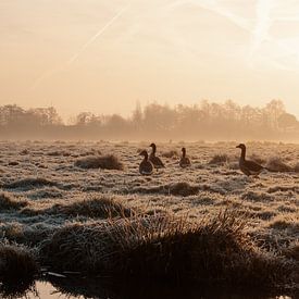 Oies dans le polder au lever du soleil sur Paul Poot