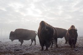 Bison dans la brume sur Léon van Valkenburg