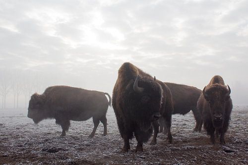Bison im Nebel