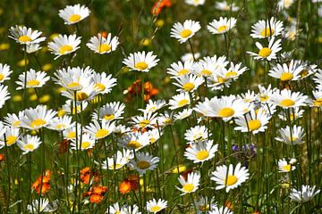 Ein Feld voller Wildblumen