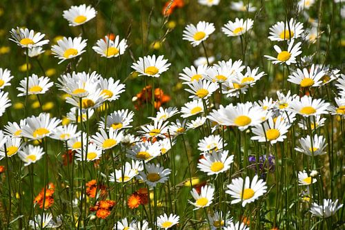 Een veld met wilde bloemen