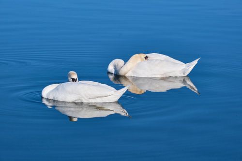 Rustende zwanen in de Baltic