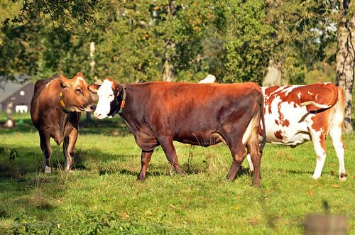 Koeien in de buitenlucht