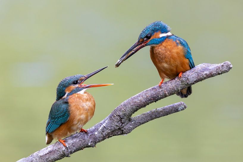 Fish transfer between kingfishers by Jasper Kok